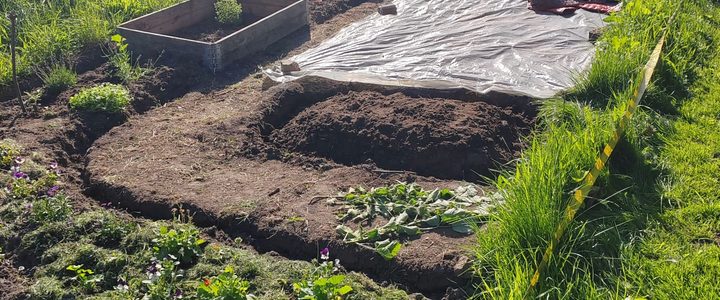 Tiny-Gärten im KGV Friedenauer Vielfalt: Kleine Gärten, große Freude 🌱 Tiny-Gärten im KGV Friedenauer Vielfalt: Kleine Gärten, große Freude 🌱